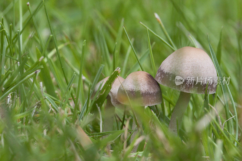 Panaeolina foenisecii (Maire - Brown Mottlegill or Lawn Mower's Mushroom or the Haymaker)。在花园的草坪上